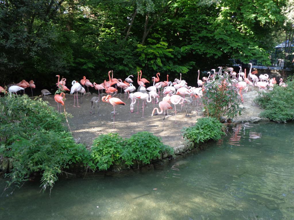 Зоопарк в мюнхене – фауна пяти континентов
