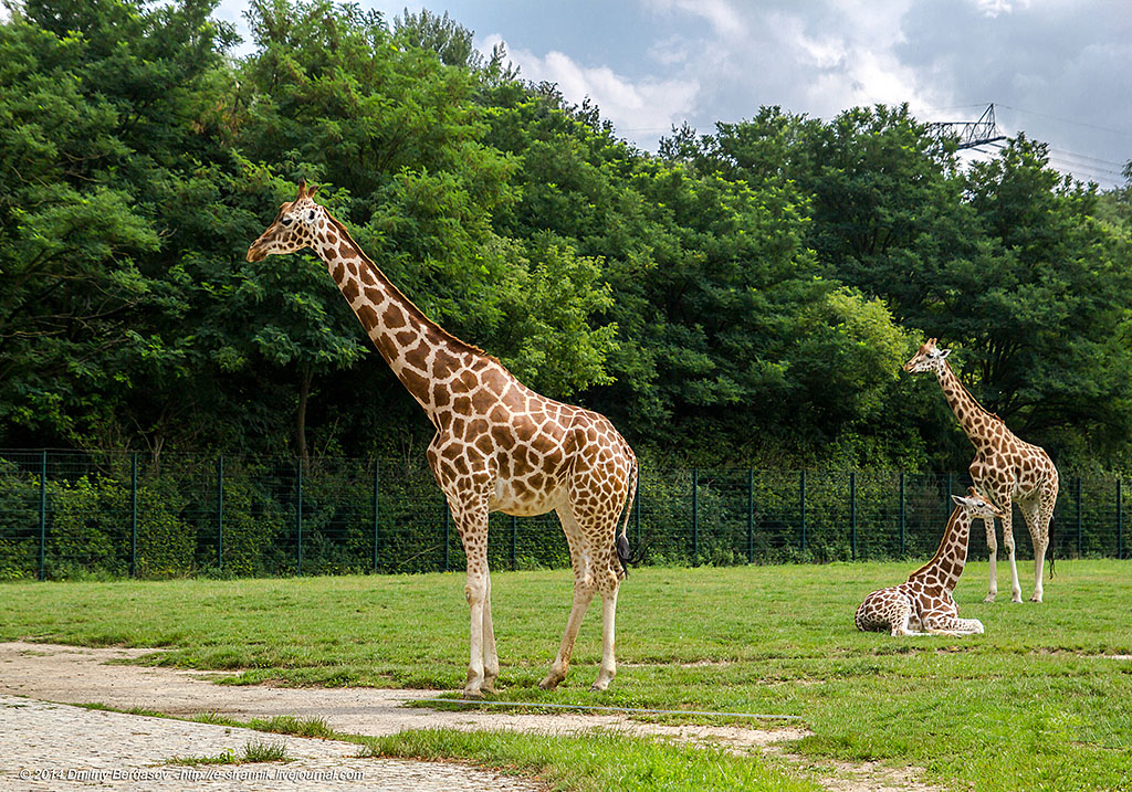 Берлинский зоопарк и аквариум – большая семья для тысяч животных и обитателей водного мира