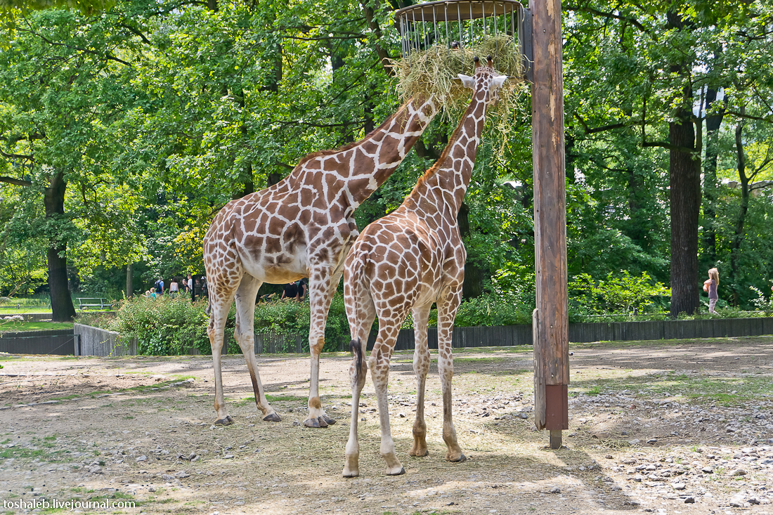 Прогулки по берлинскому зоопарку (zoologischer garten berlin) – так удобно!  traveltu.ru