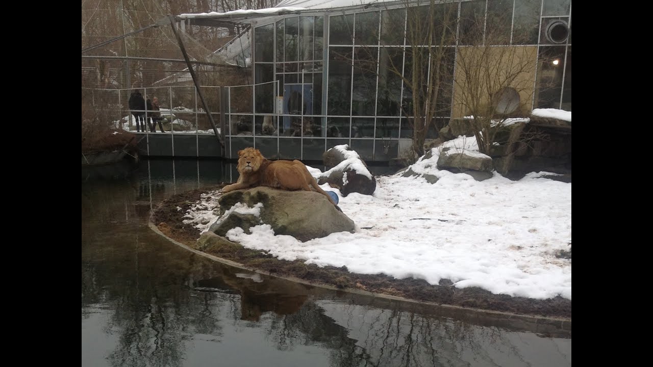 Невероятный зоопарк хеллабрунн в городе мюнхене