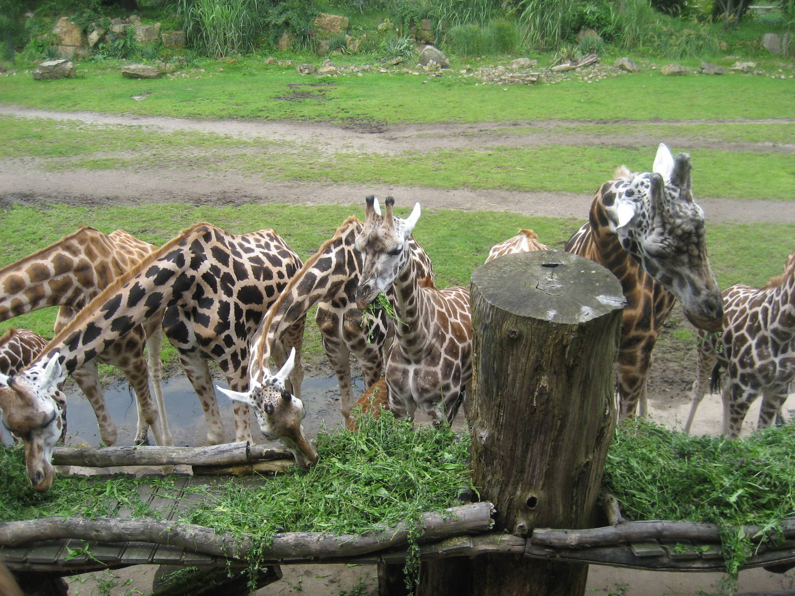 Лейпцигский зоопарк в германии: особенности, стоимость, животные
