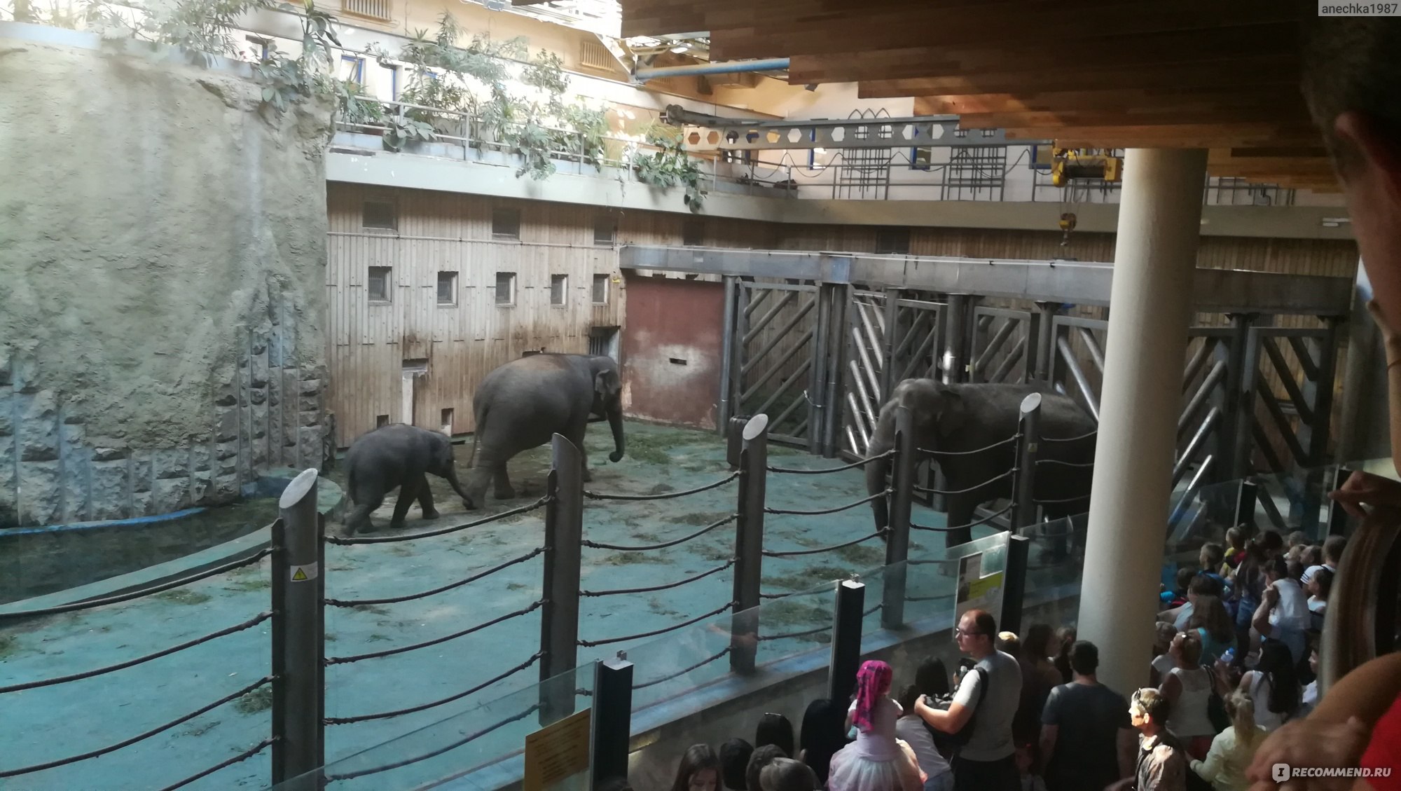 Зоопарки —
центры сохранения редких и исчезающих животных