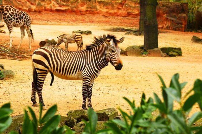 12 самых необычных зоопарков :: инфониак