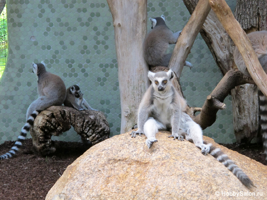 Зоопарк хеллабрунн в мюнхене – фауна пяти континентов