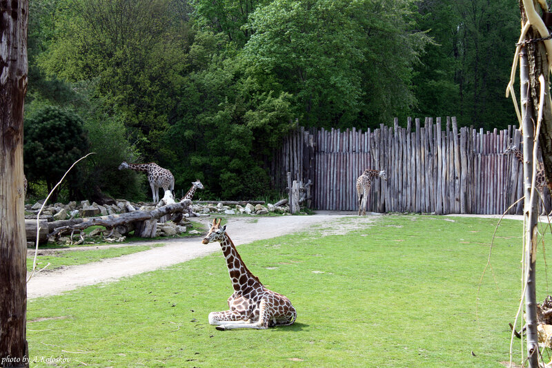 Лучшие зоопарки германии для туристов - дневник туриста