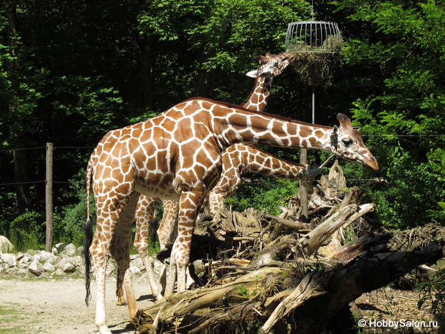 Кёльнский зоопарк: животные рядом с людьми - путешествия вокруг планеты