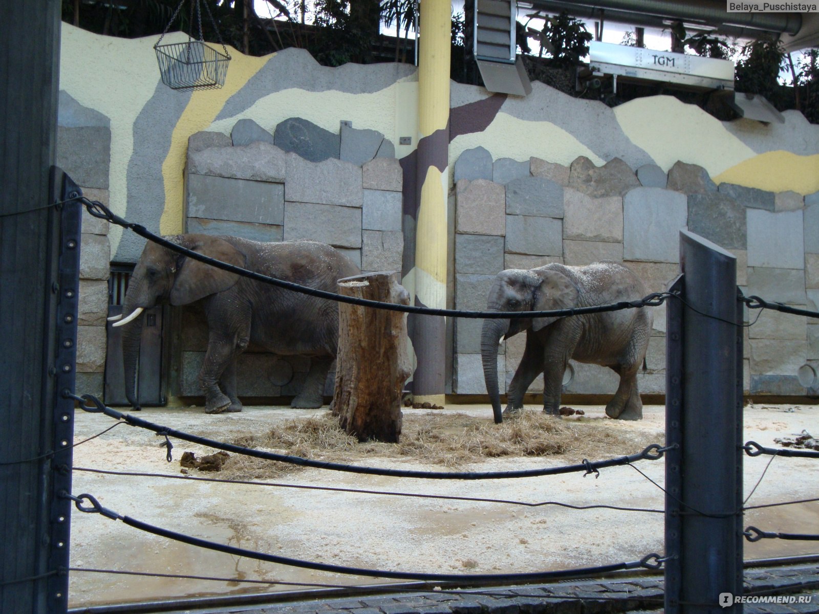 Кёльнский зоопарк: животные рядом с людьми