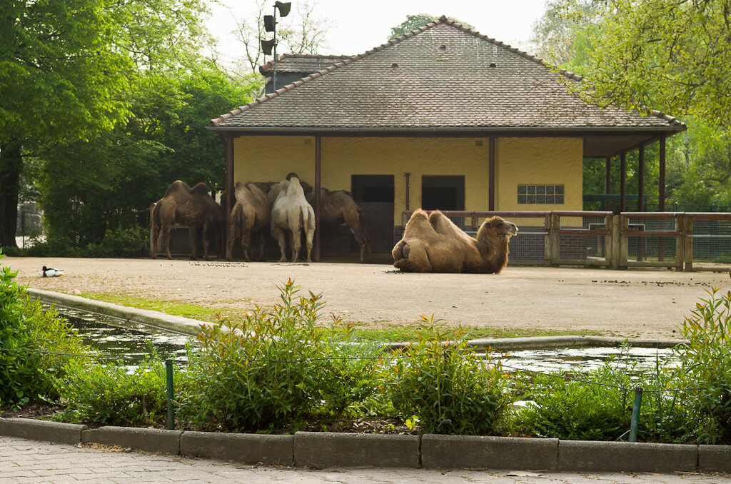 Франкфуртский зоопарк – место отдыха для всей семьи
