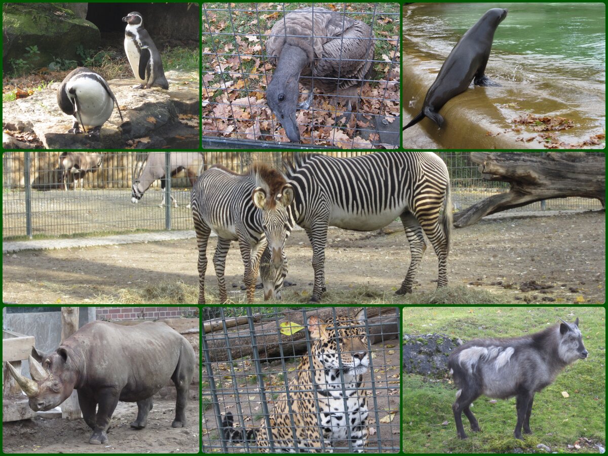 Берлинский зоопарк: самые удивительные животные