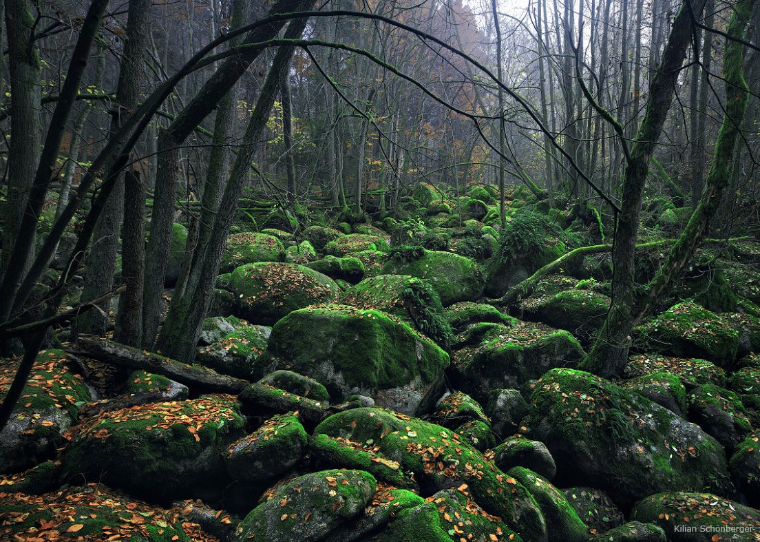 Природное достояние германии: национальный парк «баварский лес» - 2021 travel times