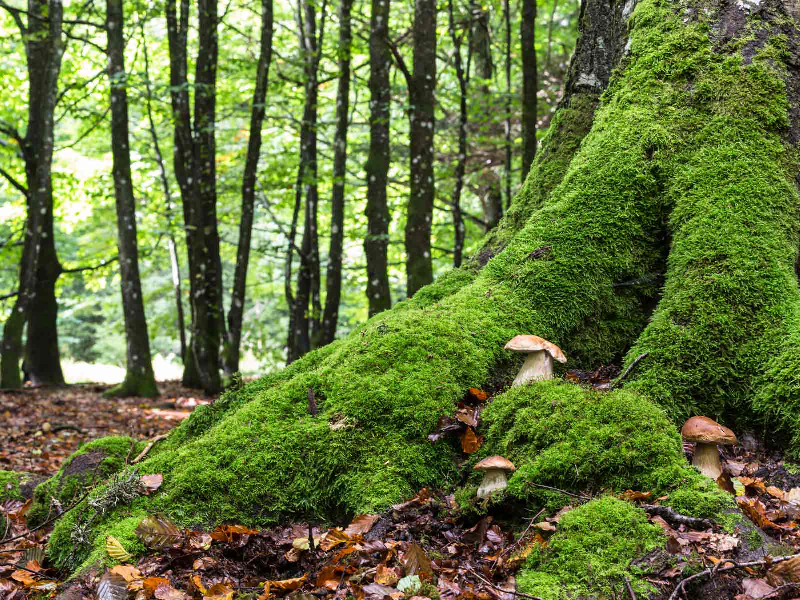 Национальный парк «баварский лес»: в единении с природой  — тревел блоги о самостоятельных путешествиях от лучших авторов на airinme