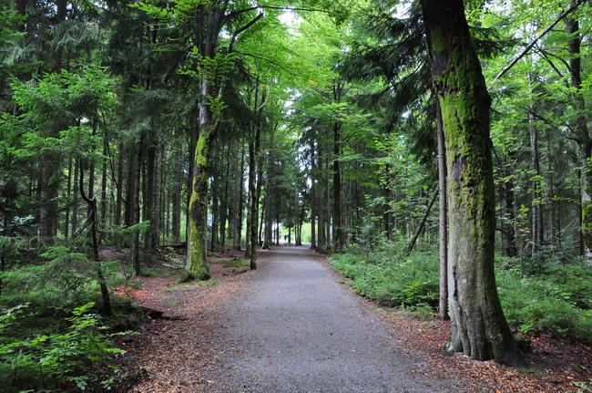 «путь по верхушкам деревьев» («baumwipfelpfad») в национальном парке баварский лес (nationalpark bayerischer wald) - munchenguide