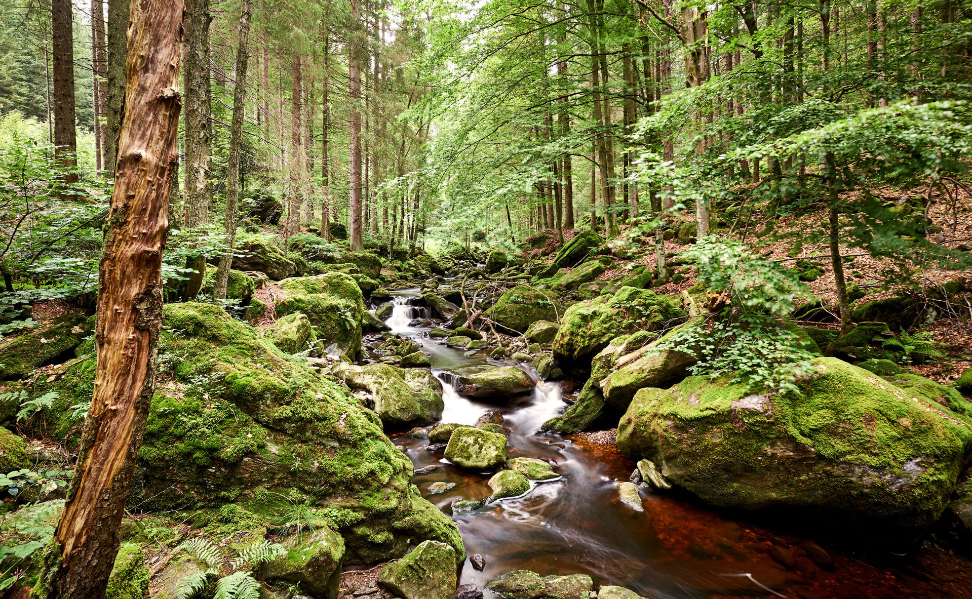 Грушина т.п., соловьев м.с.  природа германии: национальные и природные парки
