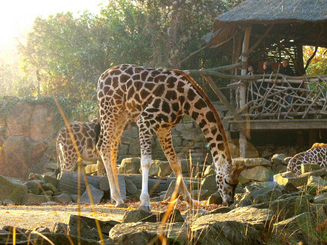 Зоопарк Ганновера – парк впечатлений и неожиданностей