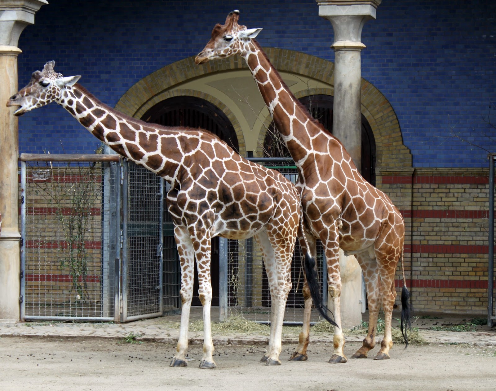 Что предлагает туристам Берлинский зоопарк