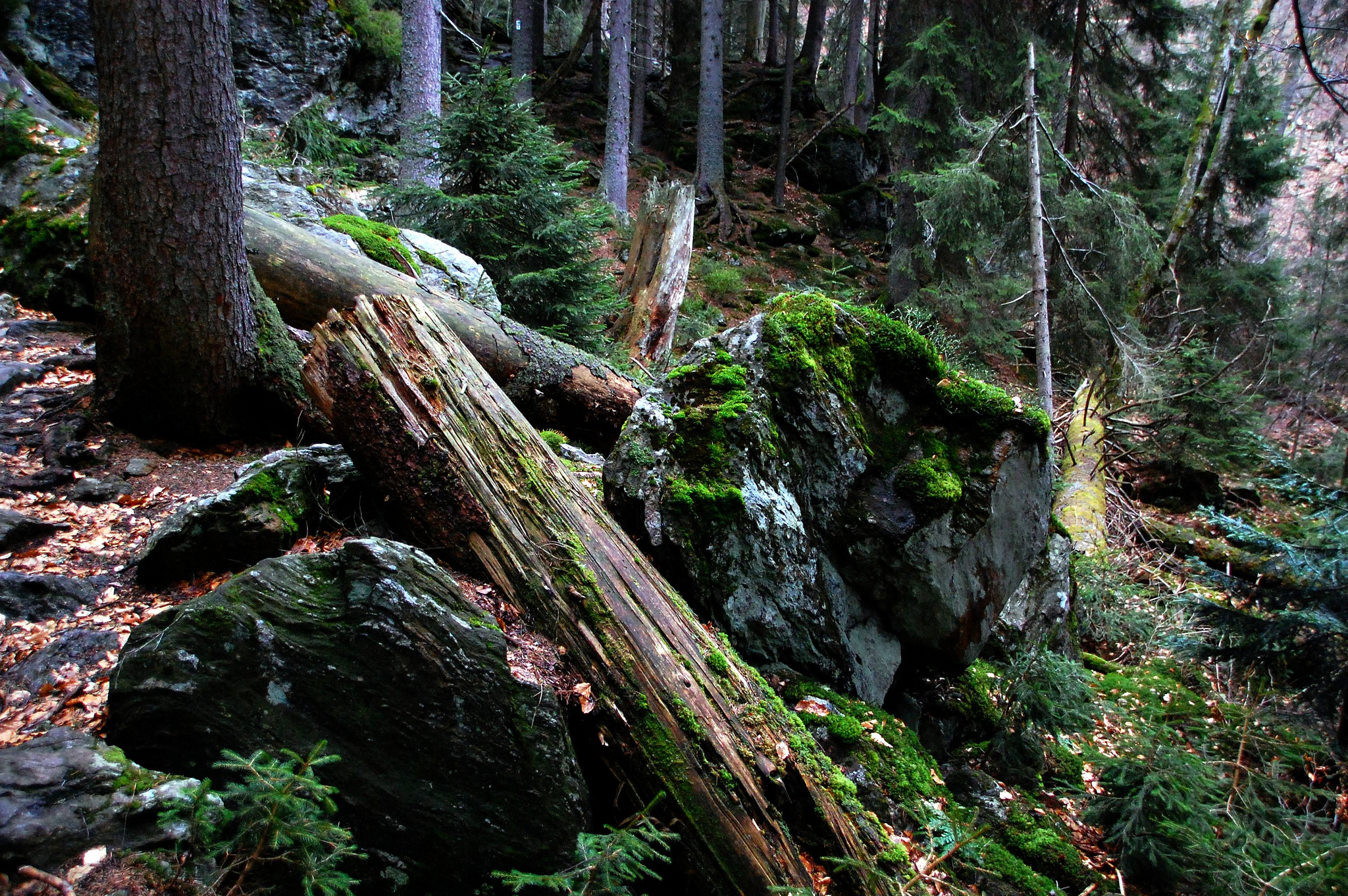 Национальный парк баварский лес
