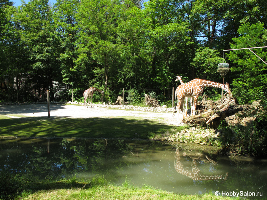 Мюнхенский зоопарк — животные со всего мира